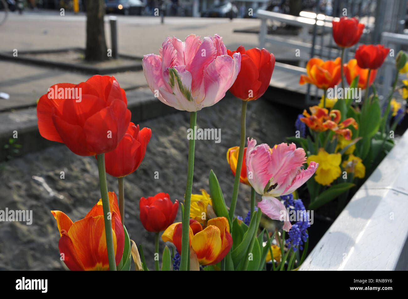 Colorato di rosso, rosa, arancione, Tulipani gialli e blu muscari blooming sulla strada nella giornata di sole, il fuoco selettivo Foto Stock