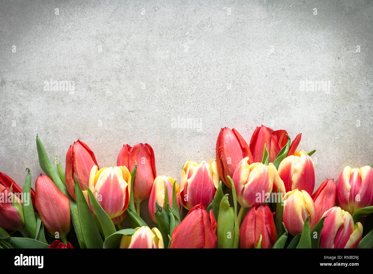 Mazzetto di tulip, bouquet di fiori per la festa della mamma card. La molla tulipani su sfondo chiaro. Foto Stock