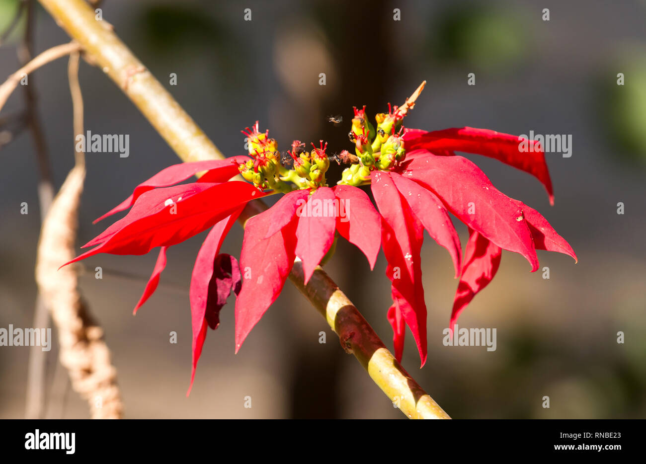 Colorato foglie rosse con piccole mosche, Botswana Foto Stock