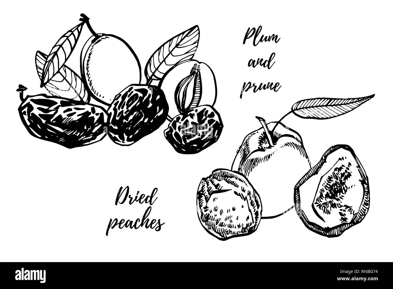 Secche pesche e prugne prugne disegnati a mano illustrazione. Schizzo di inchiostro di dadi. Disegnata a mano illustrazione. Isolato su sfondo bianco. Foto Stock