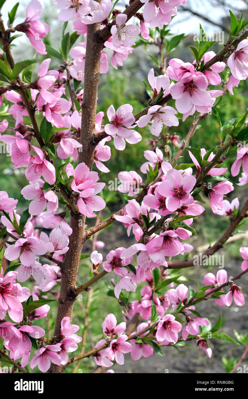 Close-up di pesco in fiore-ramo di albero,composizione verticale Foto stock  - Alamy
