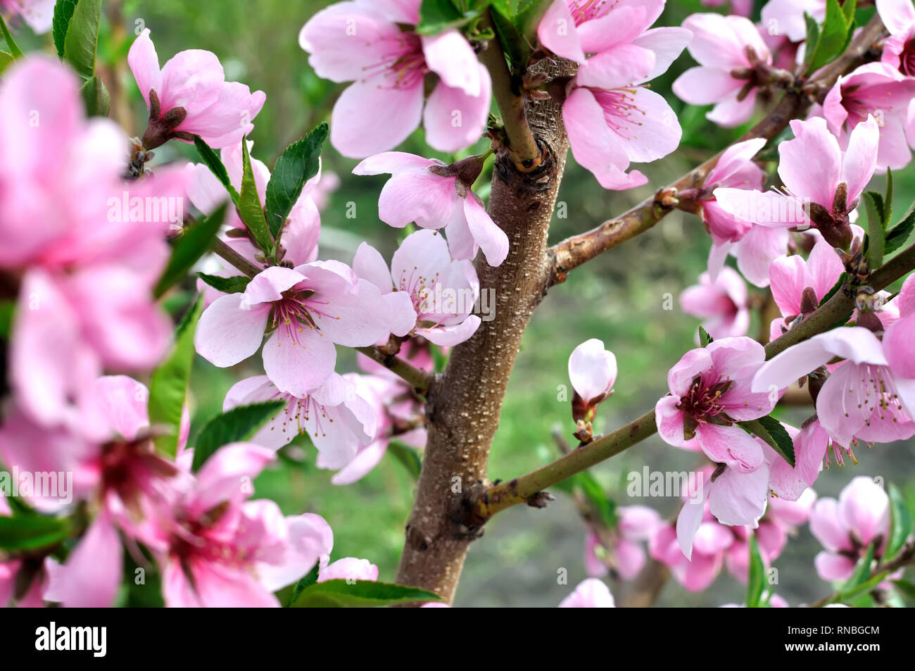 Close-up di pesco in fiore-ramo di albero Foto Stock