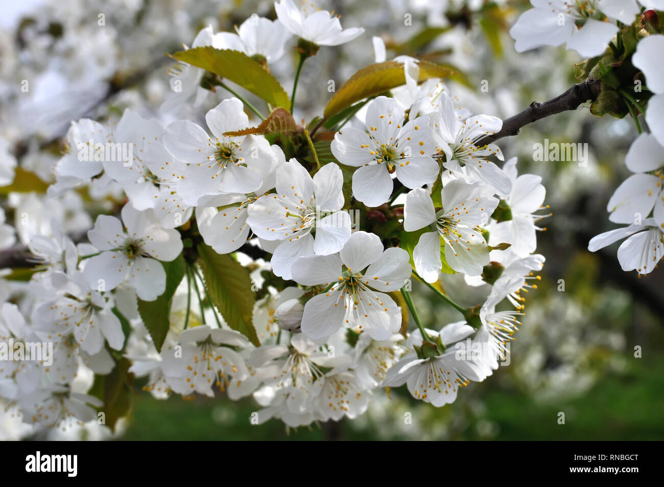 Close-up di ciliegio in fiore-ramo di albero in giardino Foto Stock