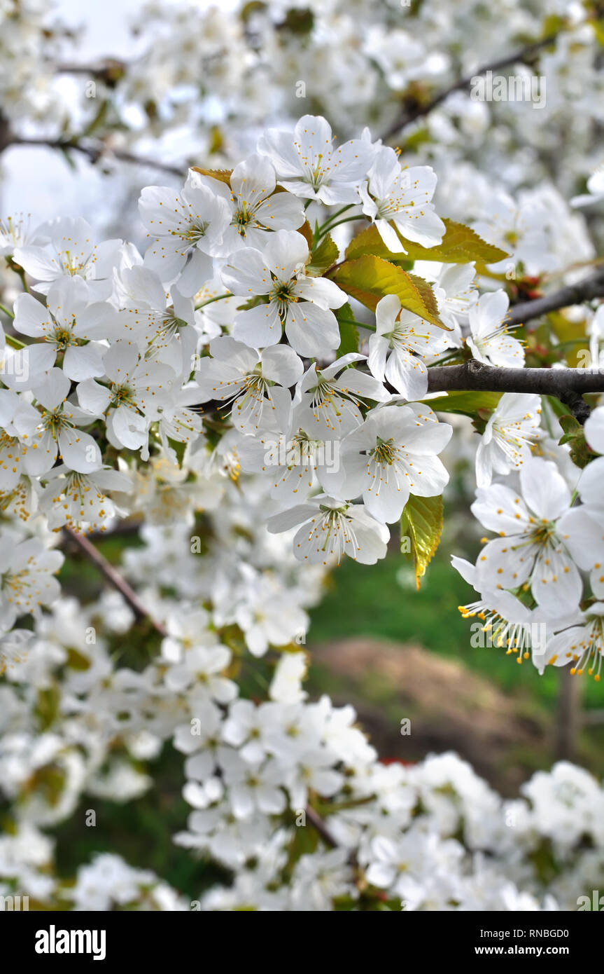 Close-up di ciliegio in fiore-ramo di albero nel giardino, composizione verticale Foto Stock