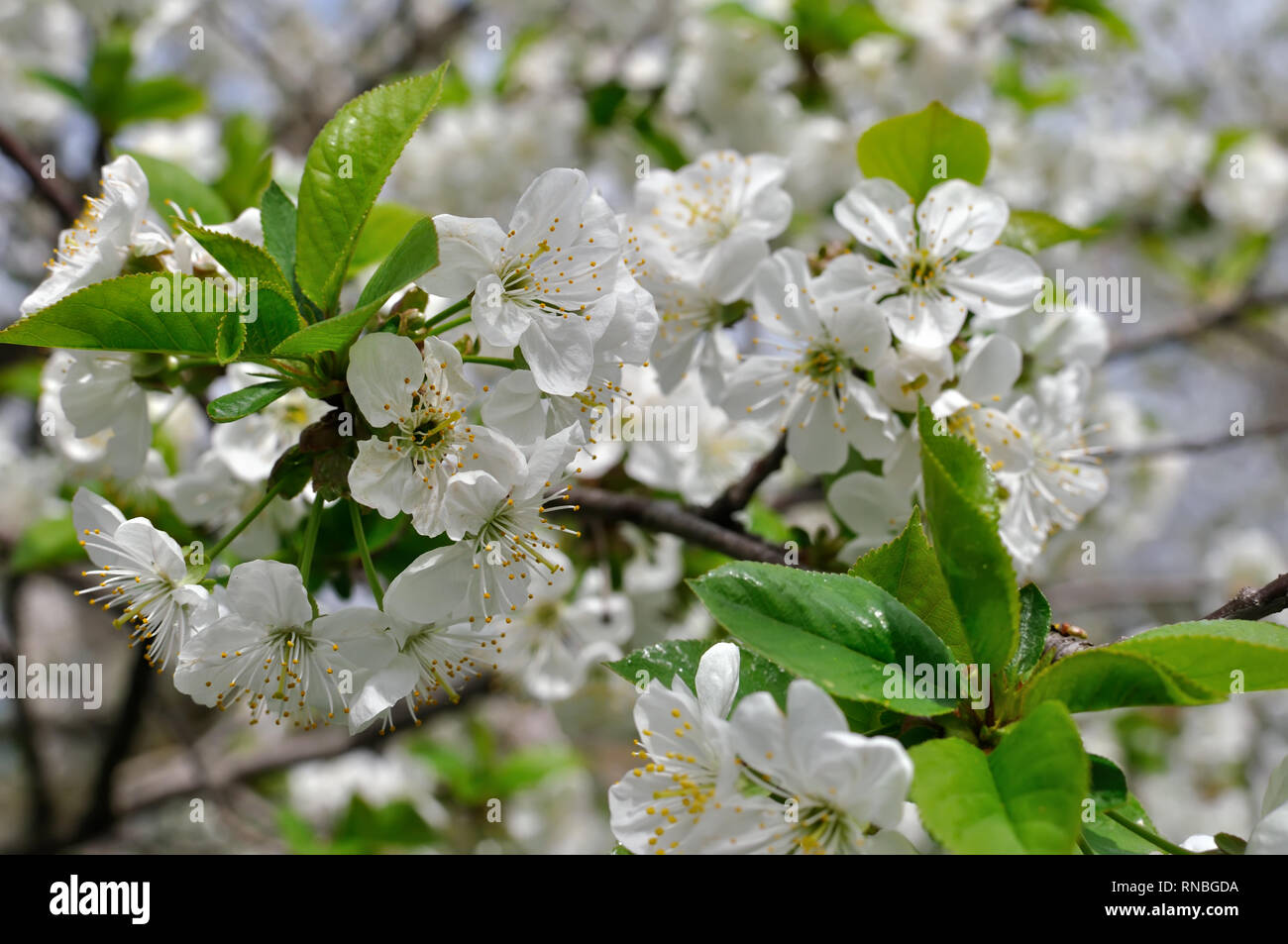 Close-up di ciliegio in fiore-ramo di albero in giardino Foto Stock