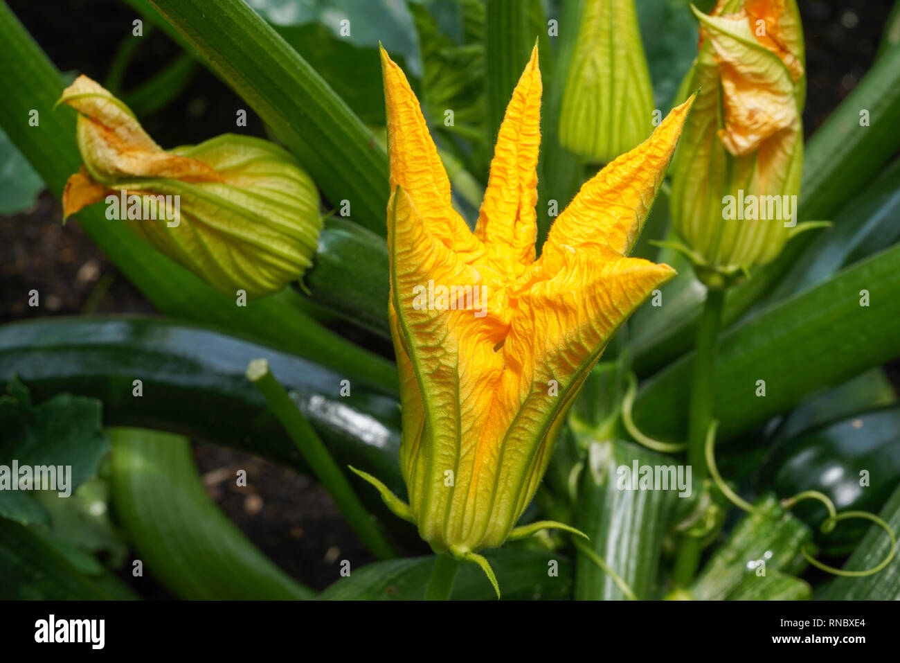 Sbocciano i fiori della pianta di zucca (Cucurbita pepo) Foto Stock