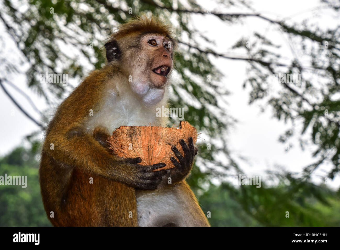 Le scimmie, Lago Kandy, Kandy, Sri Lanka Foto Stock