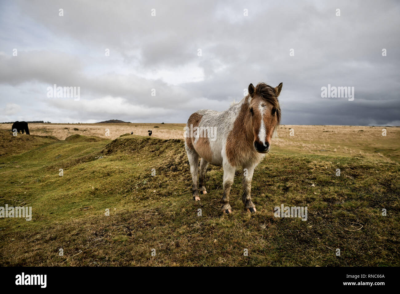 Un pony selvatici dopo un acquazzone su Dartmoor, dove la pioggia tempesta e le magie di sole dominano il paesaggio. Foto Stock