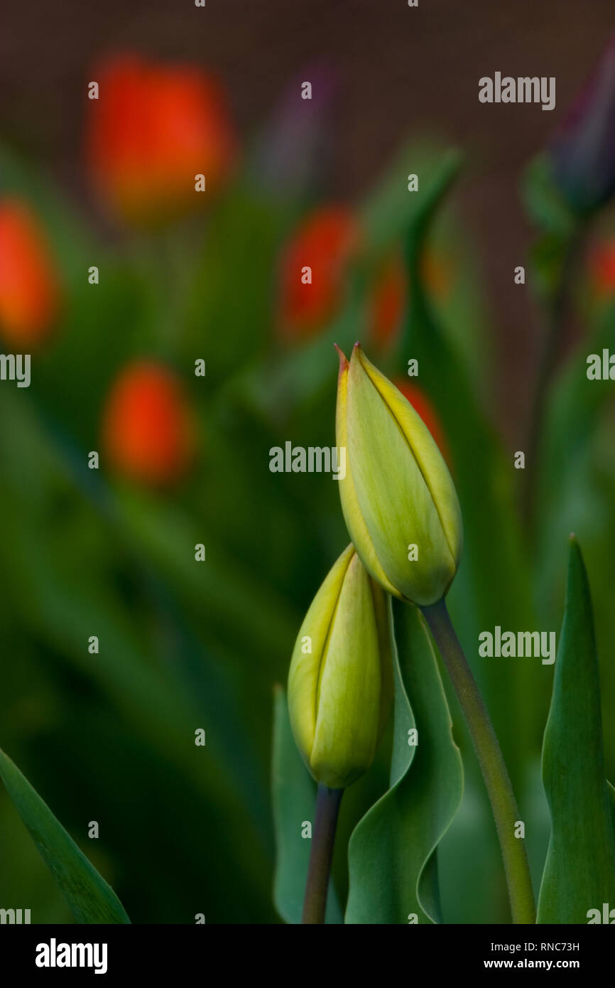 2 rosso tulip boccioli di fiore Foto Stock