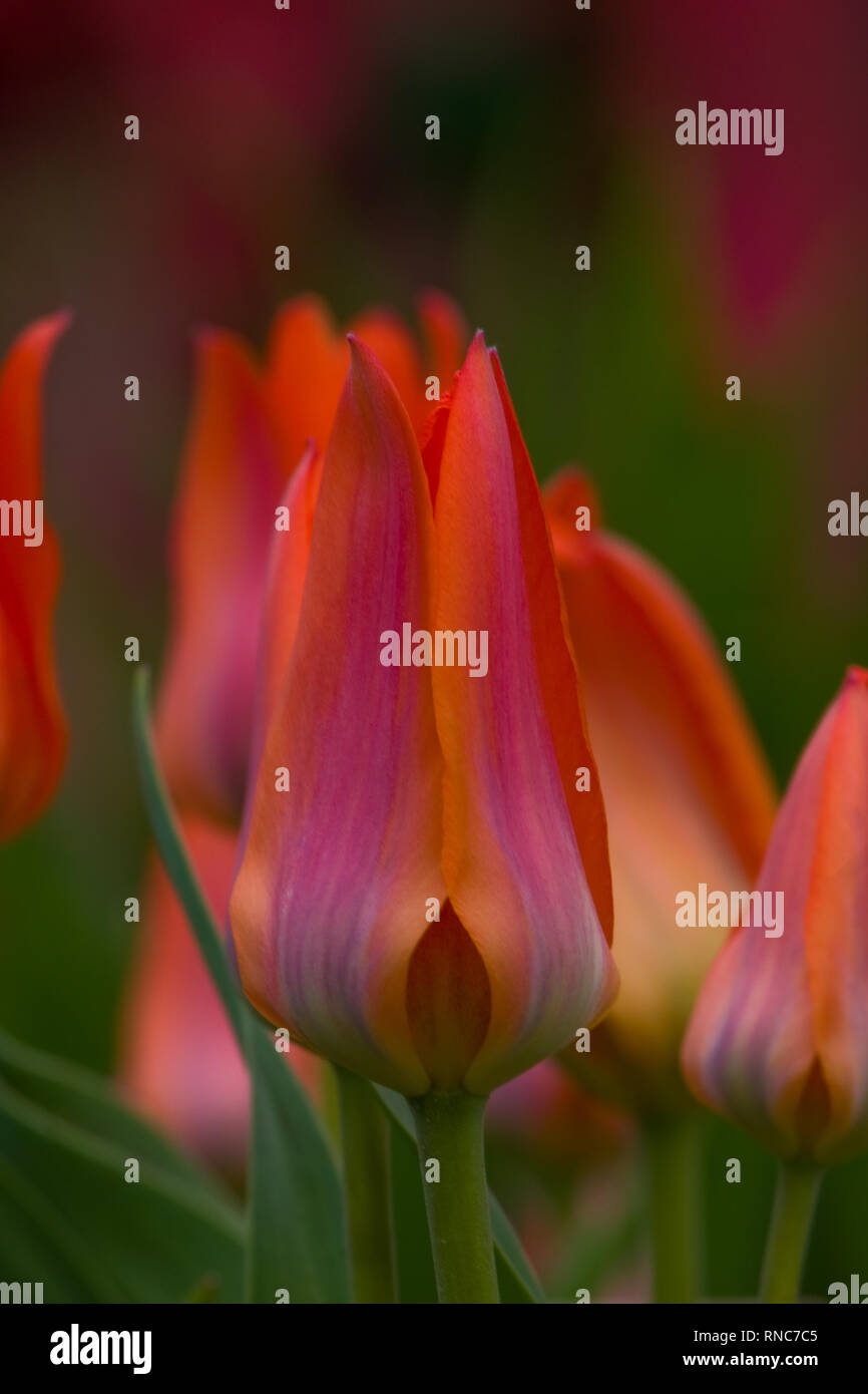 Rosso Fuoco e viola tulip che fiorisce in primavera Foto Stock