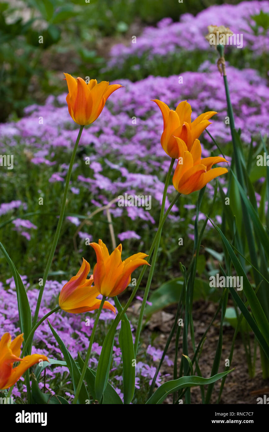 Arancione e rosso fioritura di tulipani Foto Stock