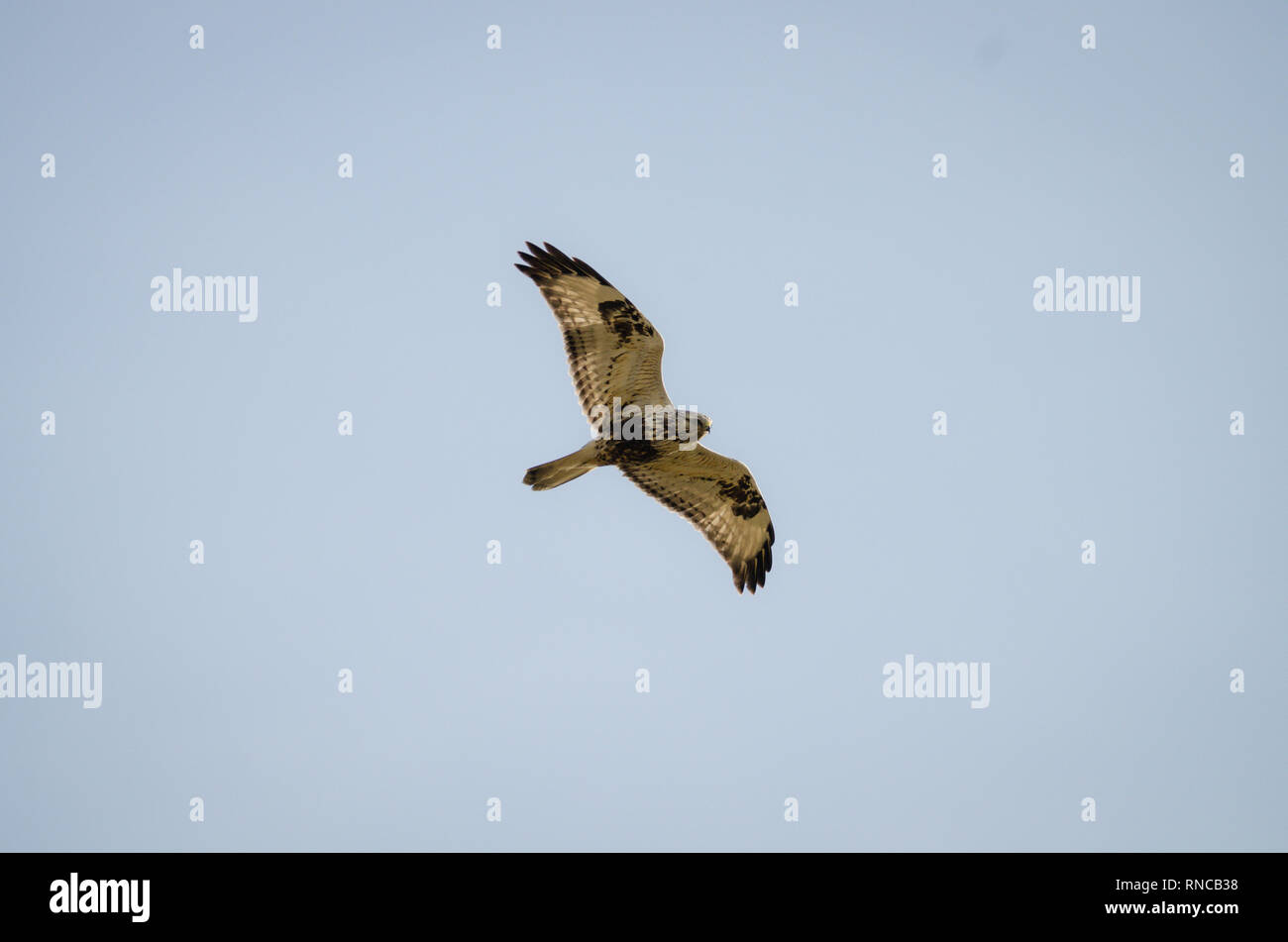 Willife a Holme Fen Cambrideshire Foto Stock