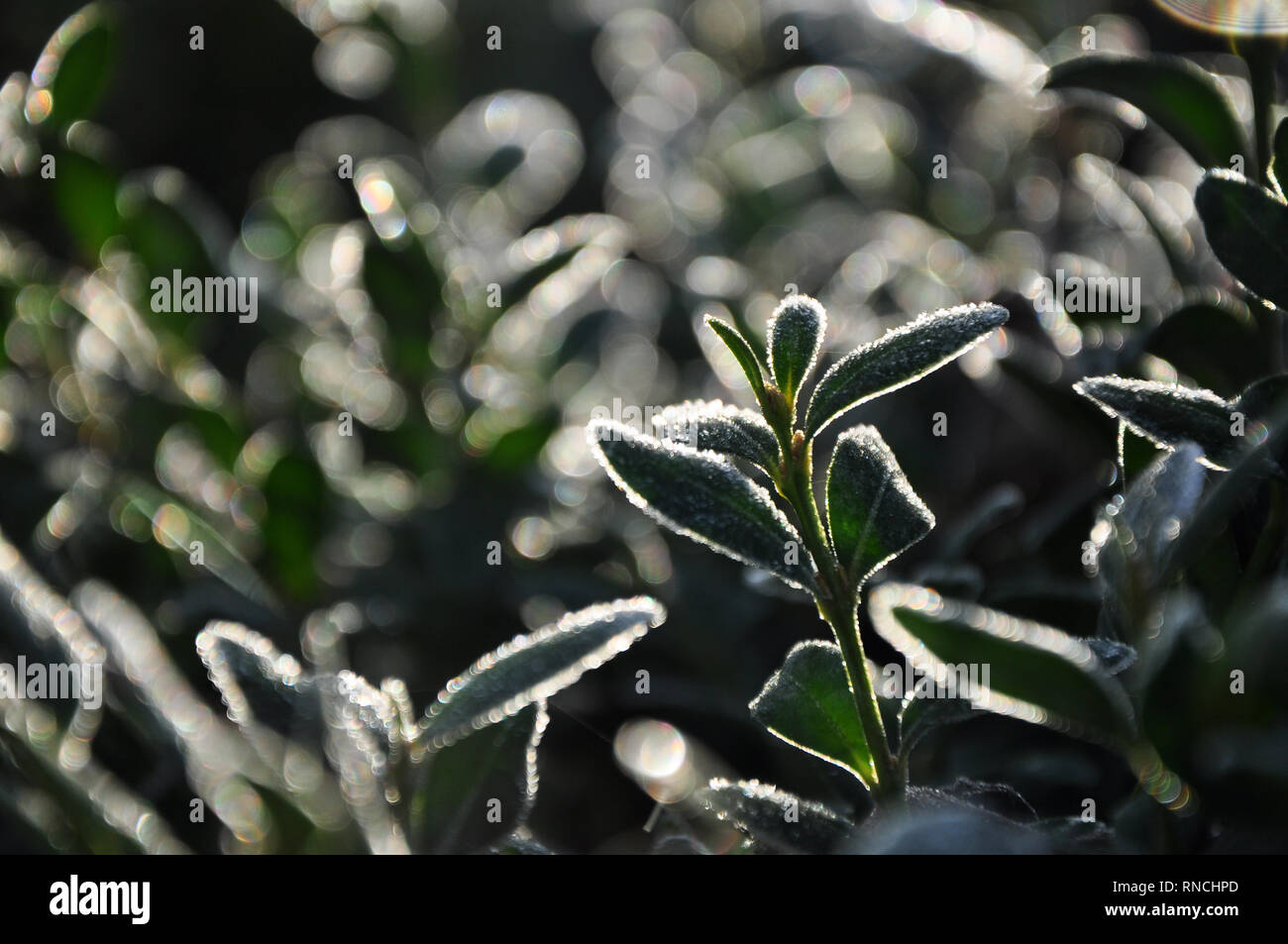 Foglie verdi ricoperta di brina e ghiaccio Foto Stock