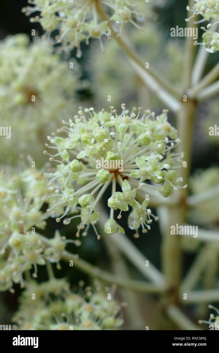 Fatsia japonica. Fiore bianco cluster dell'olio di ricino impianto in dicembre, REGNO UNITO Foto Stock