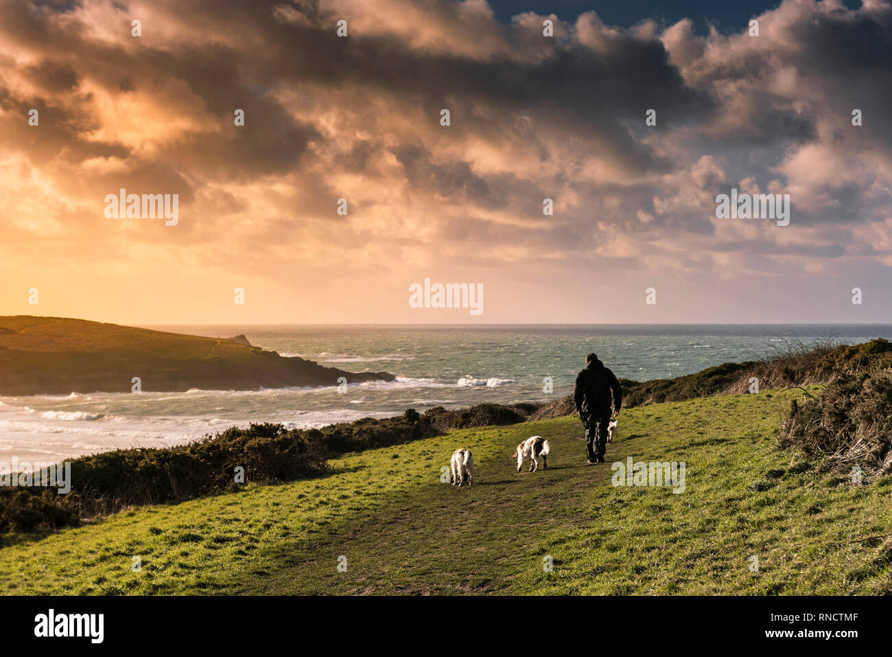 Un uomo prendendo i suoi cani per una passeggiata su Pentire punto est al tramonto in Newquay Cornwall. Foto Stock
