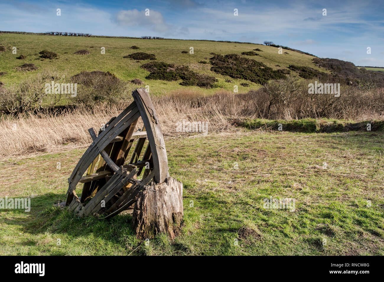 Una scultura in legno nella parte anteriore di un letto di reed Phragmites australis nella valle nascosta che conducono in basso verso l'appartato Porth Mear Cove sulla North Cornwall Foto Stock