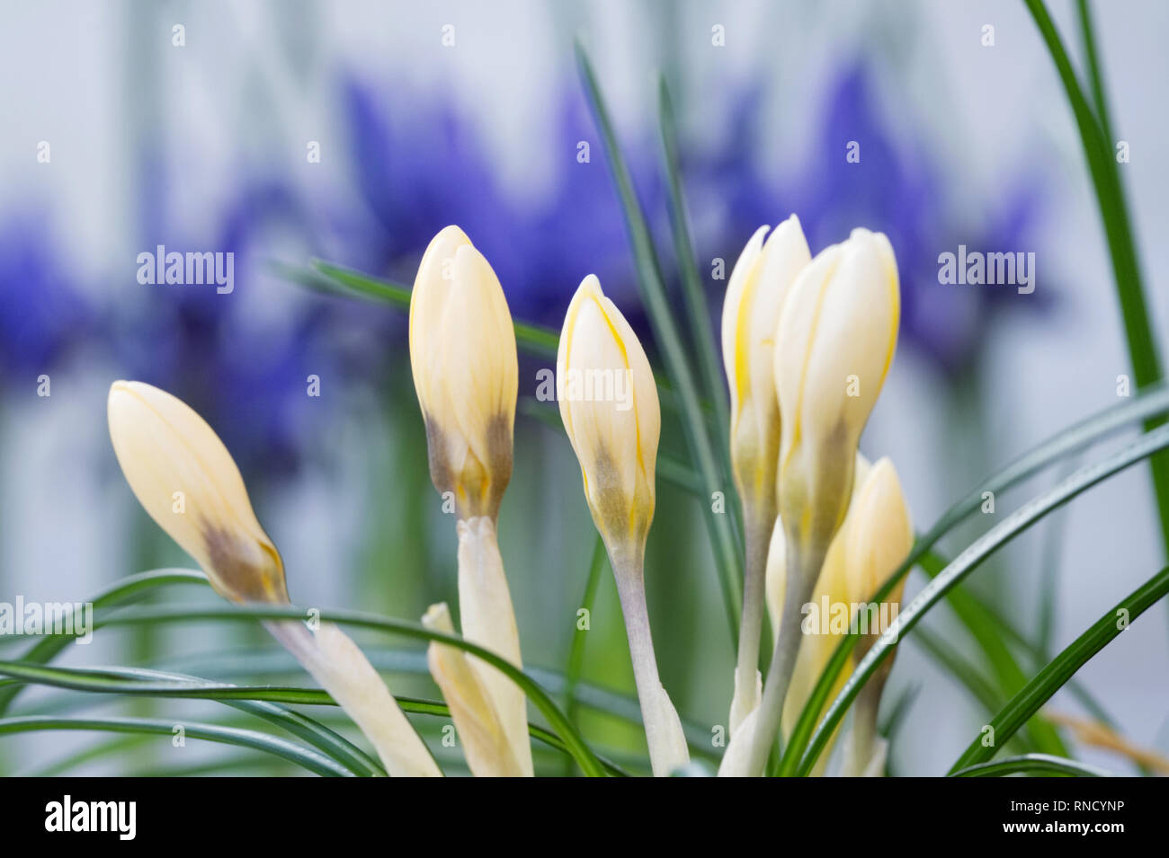 Il croco giallo fiori contro Iris 'Fabiola'. Foto Stock