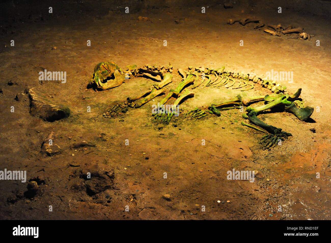 Pestera Ursilor (orso' Cave) con 140 orso delle caverne (Ursus spelaeus) scheletri scoperto sul sito in Apuseni Montagne in Chiscau, Romania. Luglio xvi Foto Stock