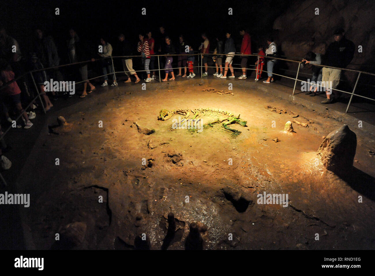 Pestera Ursilor (orso' Cave) con 140 orso delle caverne (Ursus spelaeus) scheletri scoperto sul sito in Apuseni Montagne in Chiscau, Romania. Luglio xvi Foto Stock
