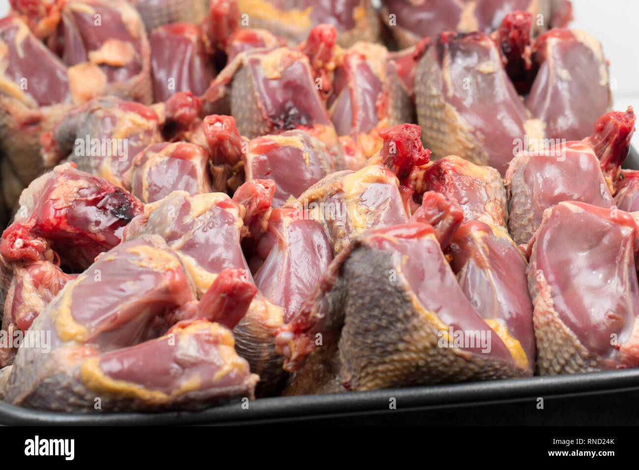 Presentate spennate e preparati non cotti colombacci Il woodpigeon Columba palumbus, è uno del Regno Unito più comune uccelli con una popolazione di milioni di numerazione Foto Stock
