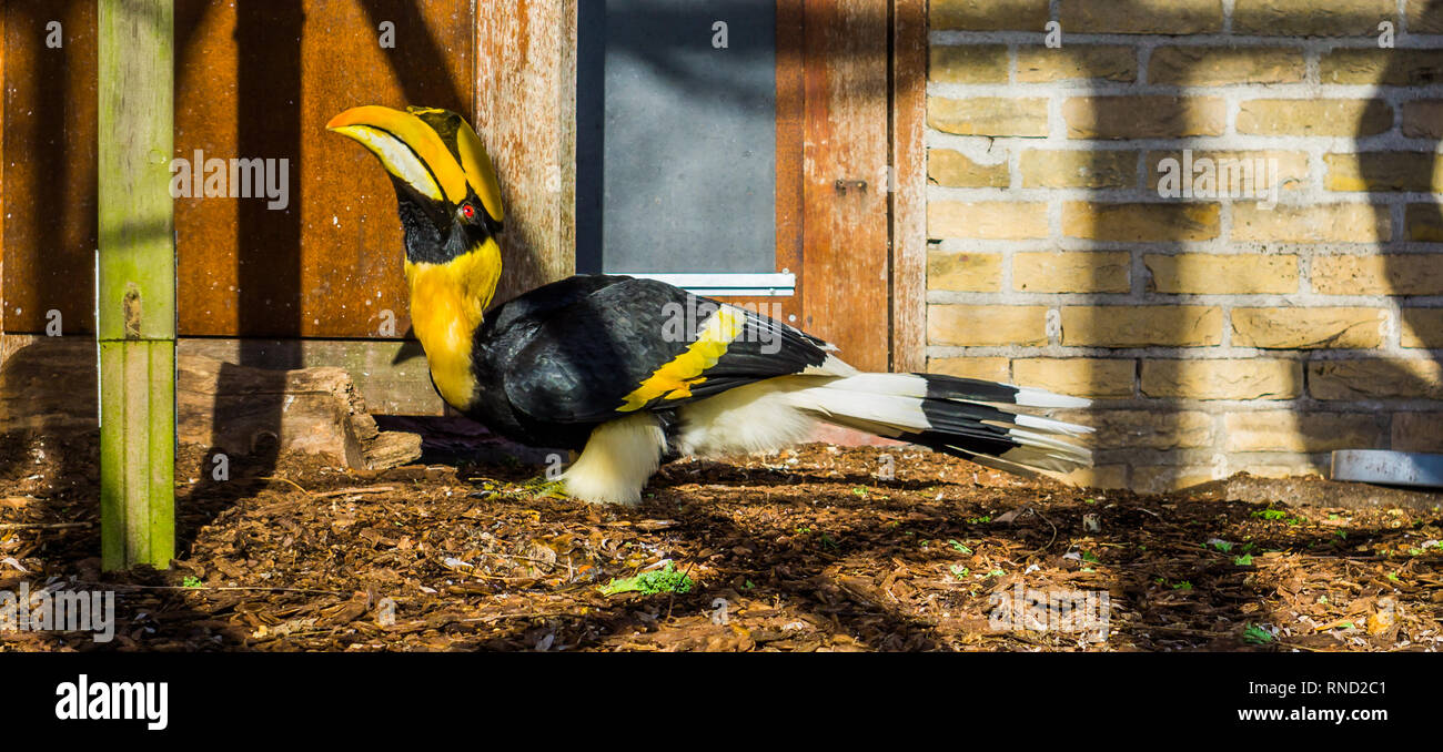 Bellissima great indian hornbill, grande uccello tropicale da Asia, minacciati specie animale con lo stato vulnerabile Foto Stock