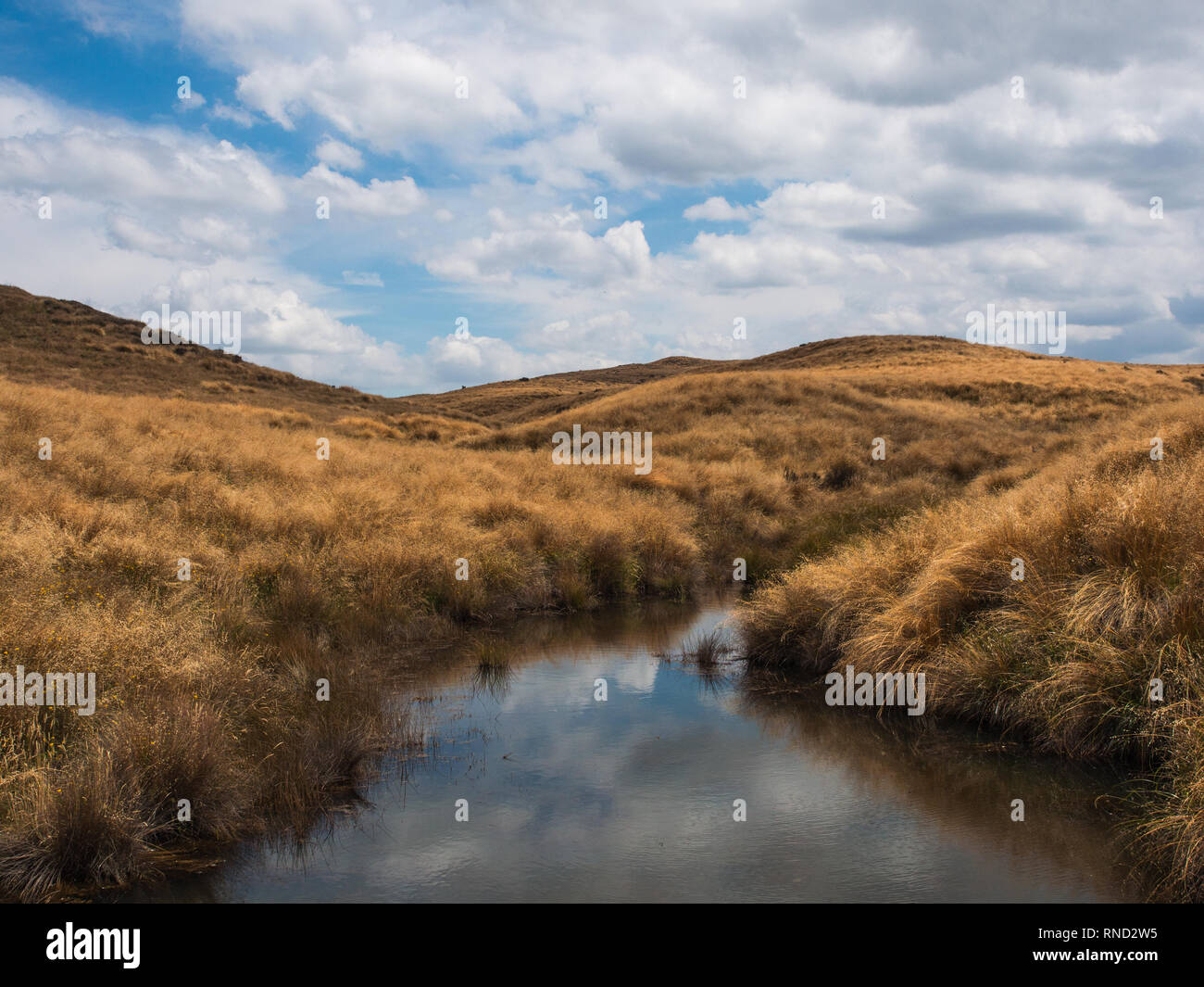 Stagno in colline, tussock country in estate sulla stazione Ngamatea, navigazione Mokai Patea, Central North Island, Nuova Zelanda Foto Stock