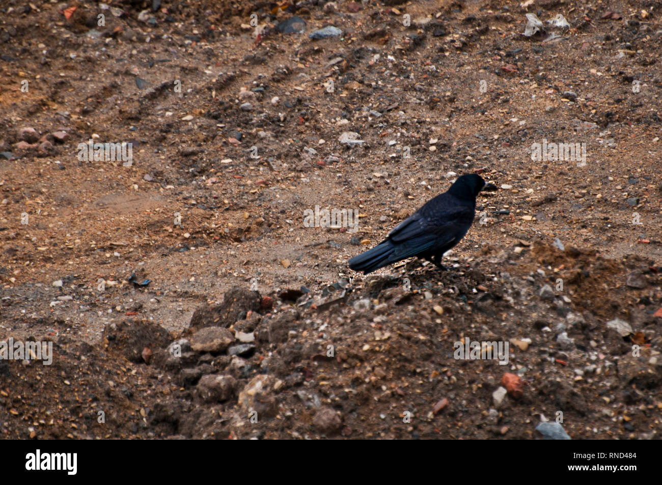 Corvo nero in piedi su un terreno Foto Stock