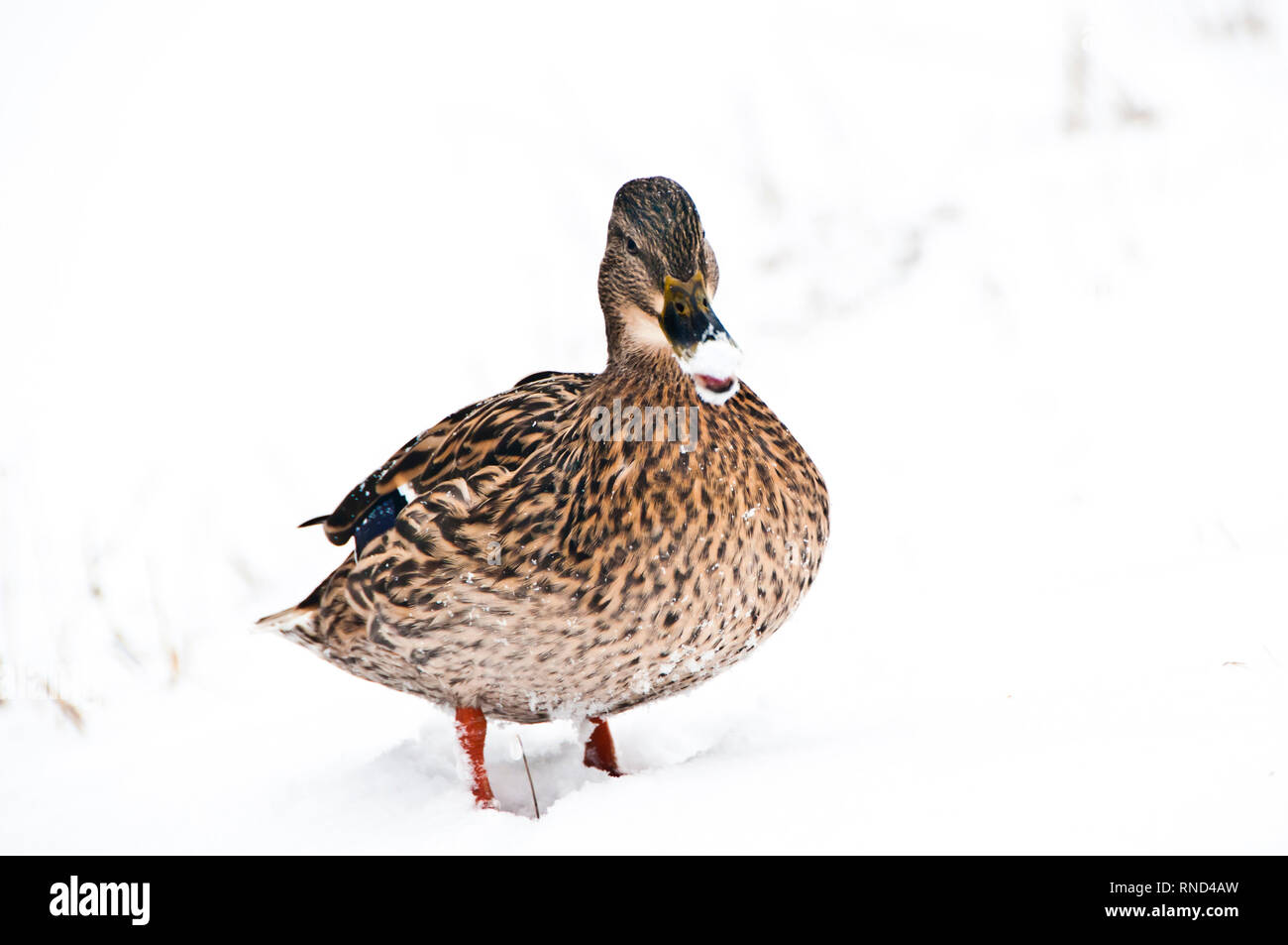 Femmina Mallard duck in piedi nella neve Foto Stock