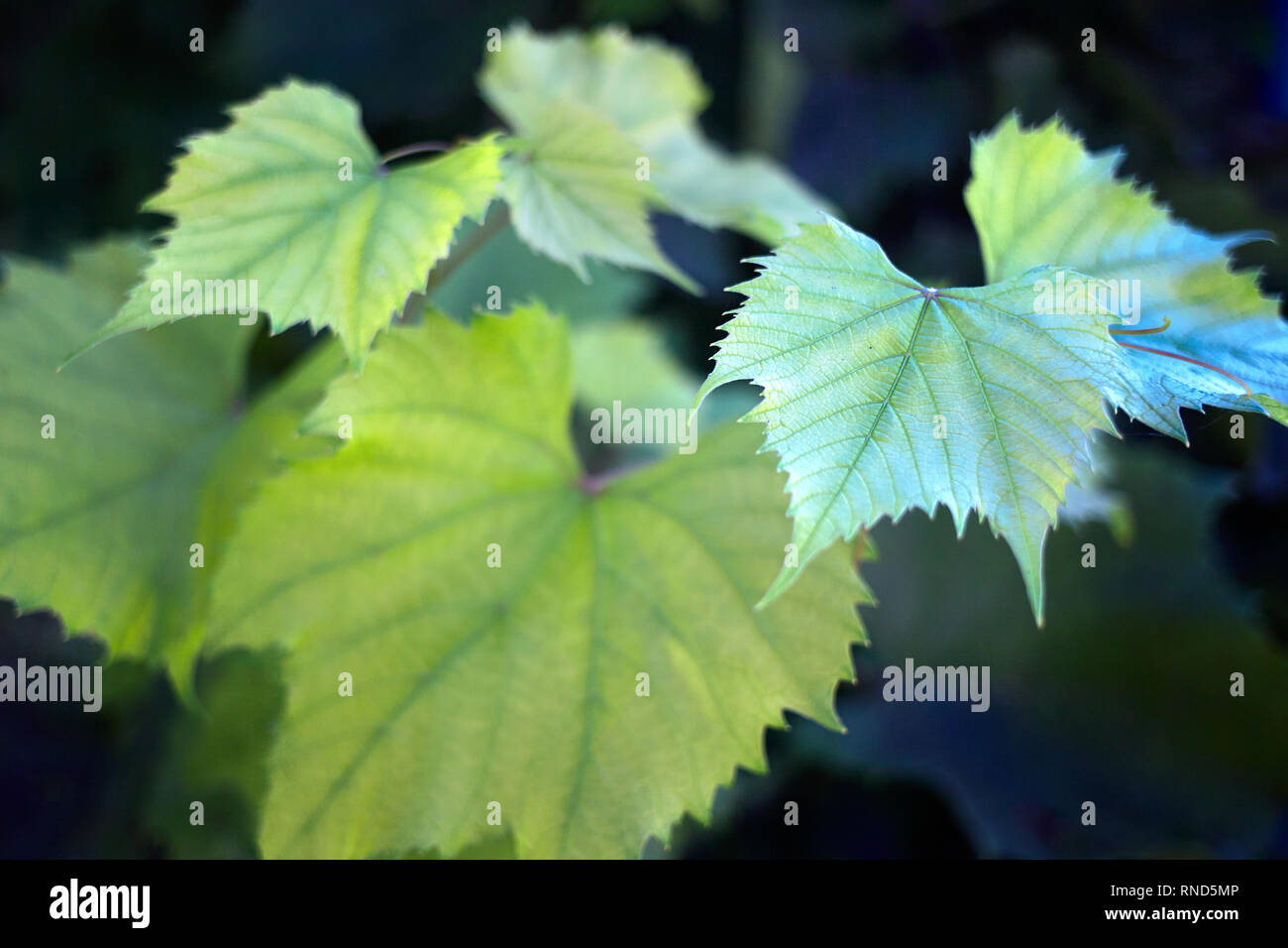 Bella fresca liscia uva verde foglie nel giardino estivo di close-up con blured al di fuori della messa a fuoco lo sfondo. Foto Stock