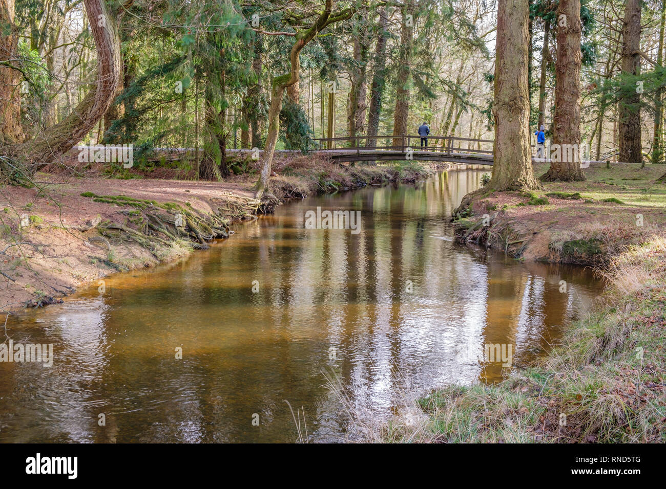 Nuova Foresta Blackwater Bridge, Rhinefield unità ornamentali, Brockenhurst, UK. Foto Stock