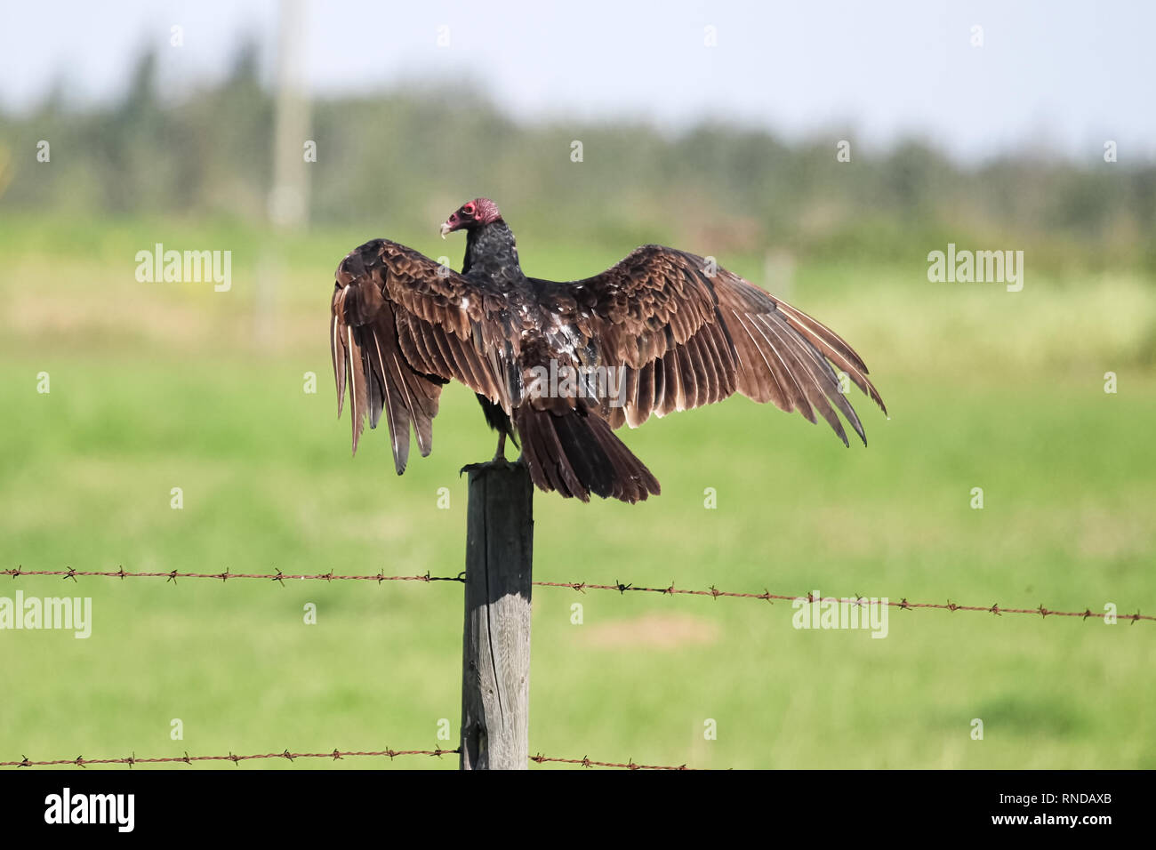 Un Wild Turchia poiana distende le sue ali mentre è seduto su un post Foto Stock