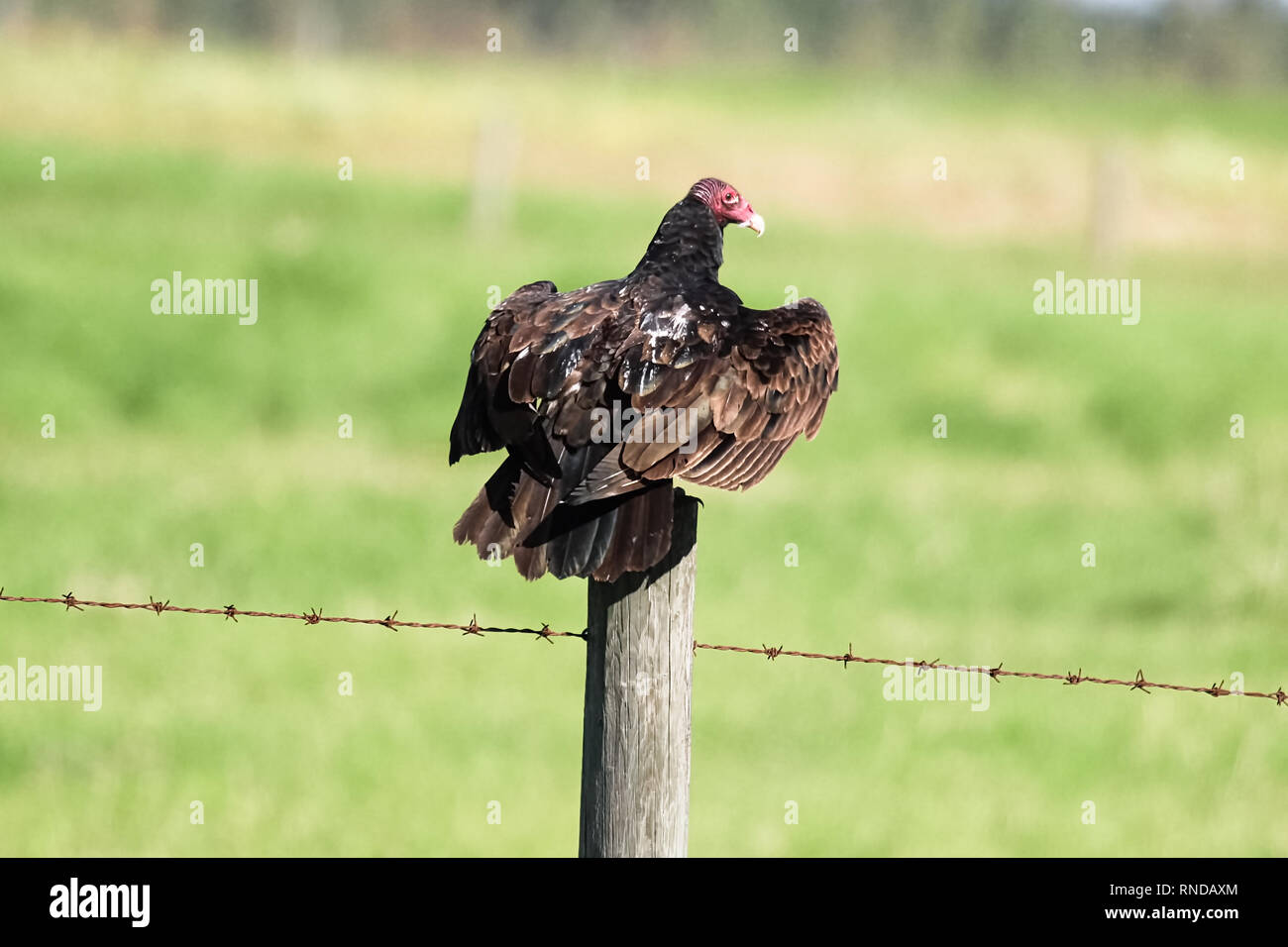Una Turchia poiana siede su un palo da recinzione Foto Stock