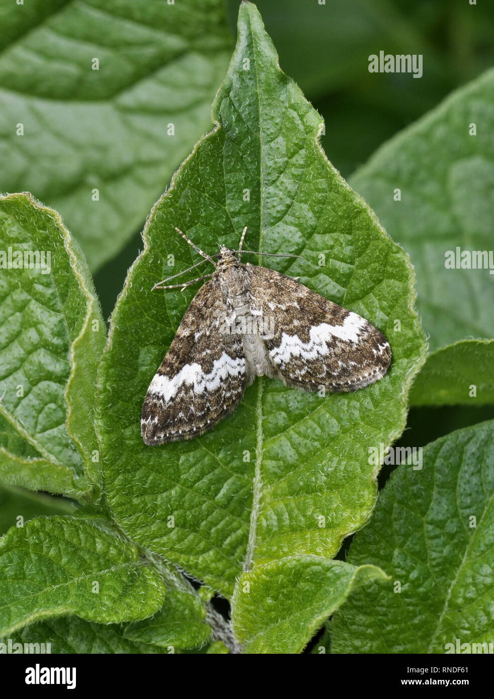 Il rivolo moth Perizoma affinitata su una foglia Foto Stock