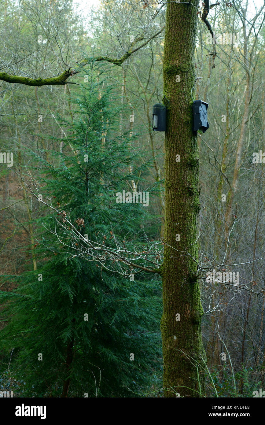 Scatole di Bat fissata ad un albero di quercia in una foresta del Sussex. Foto Stock