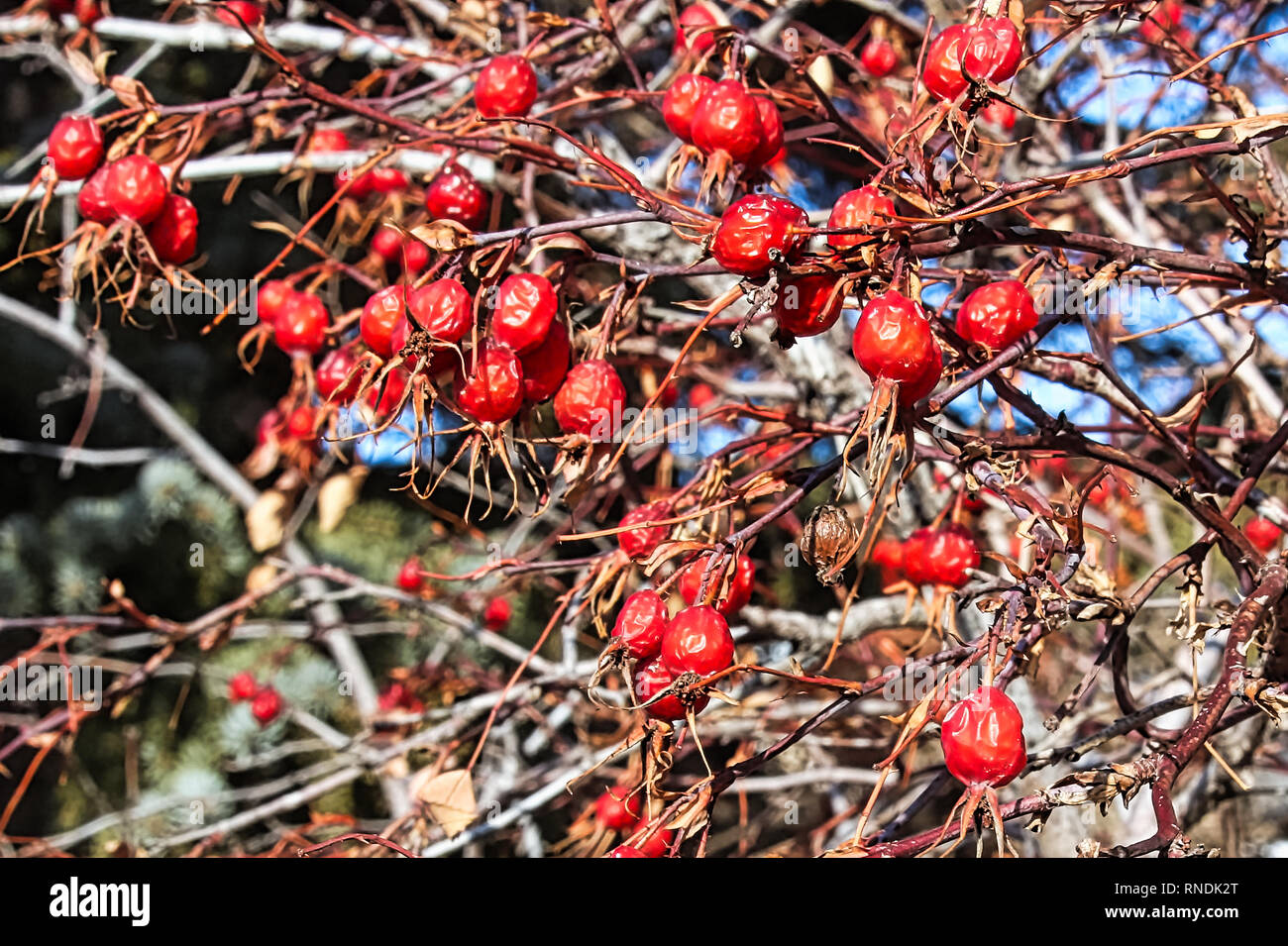 Un intricato pasticcio di essiccazione di rosa canina in inverno Foto Stock
