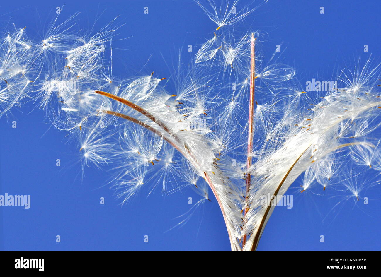 Il windspread seme da fireweed Chamerion angustifolium pianta Foto Stock