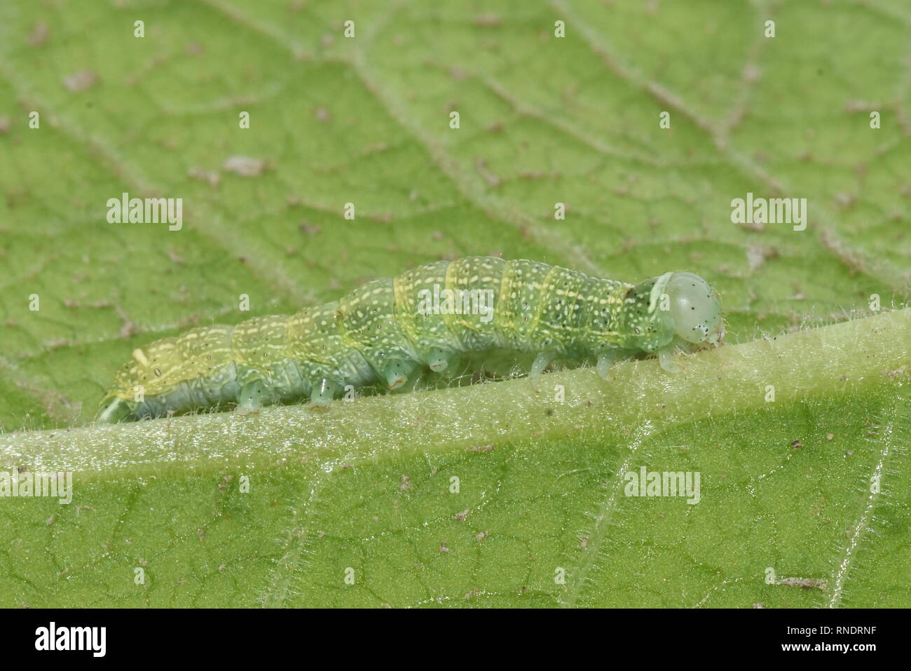 Caterpillar di comune Quaker offuscato scialbi Orthosia cerasi moth su una foglia Foto Stock