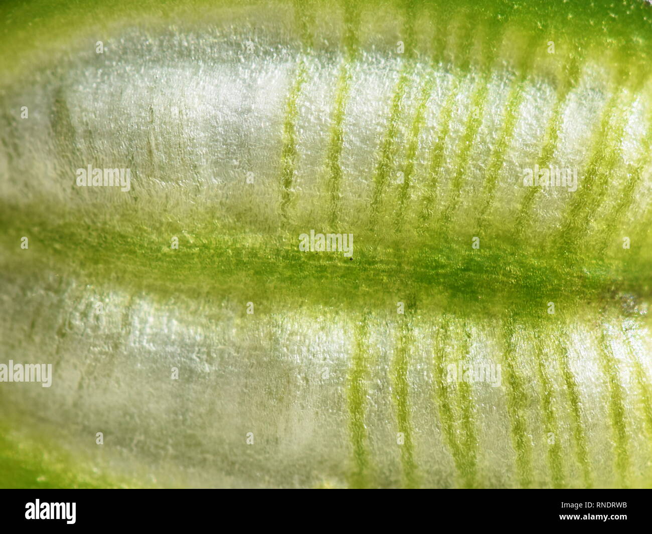 Il verde listati di capsule di semi da un tulipano selvatico Tulipa tarda Foto Stock