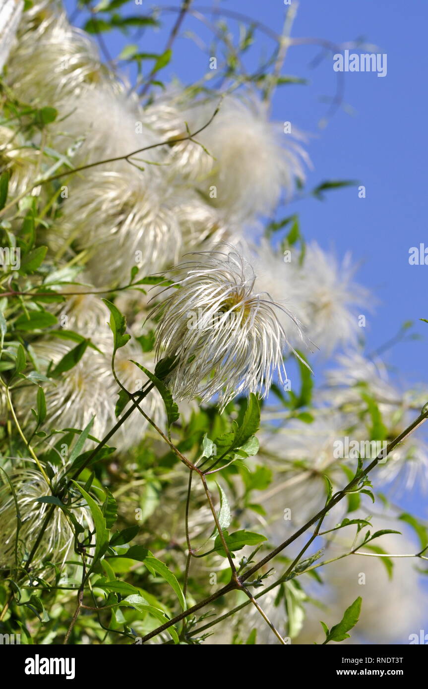 Primo piano di Clematis vino con semi di soffice Foto Stock