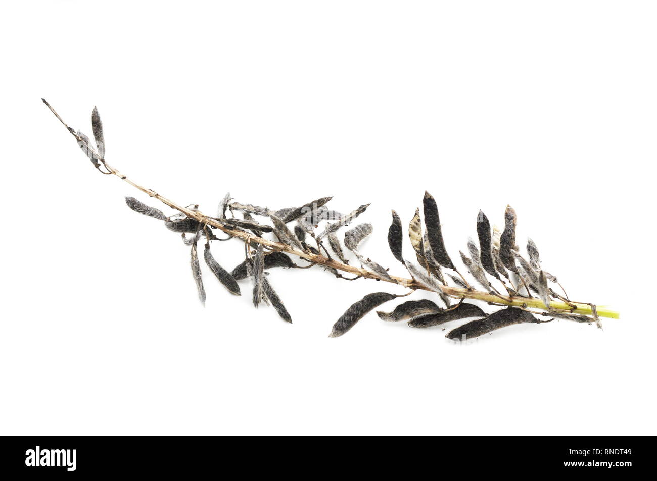 Sementi provenienti da un impianto di lupino isolati su sfondo bianco Foto Stock