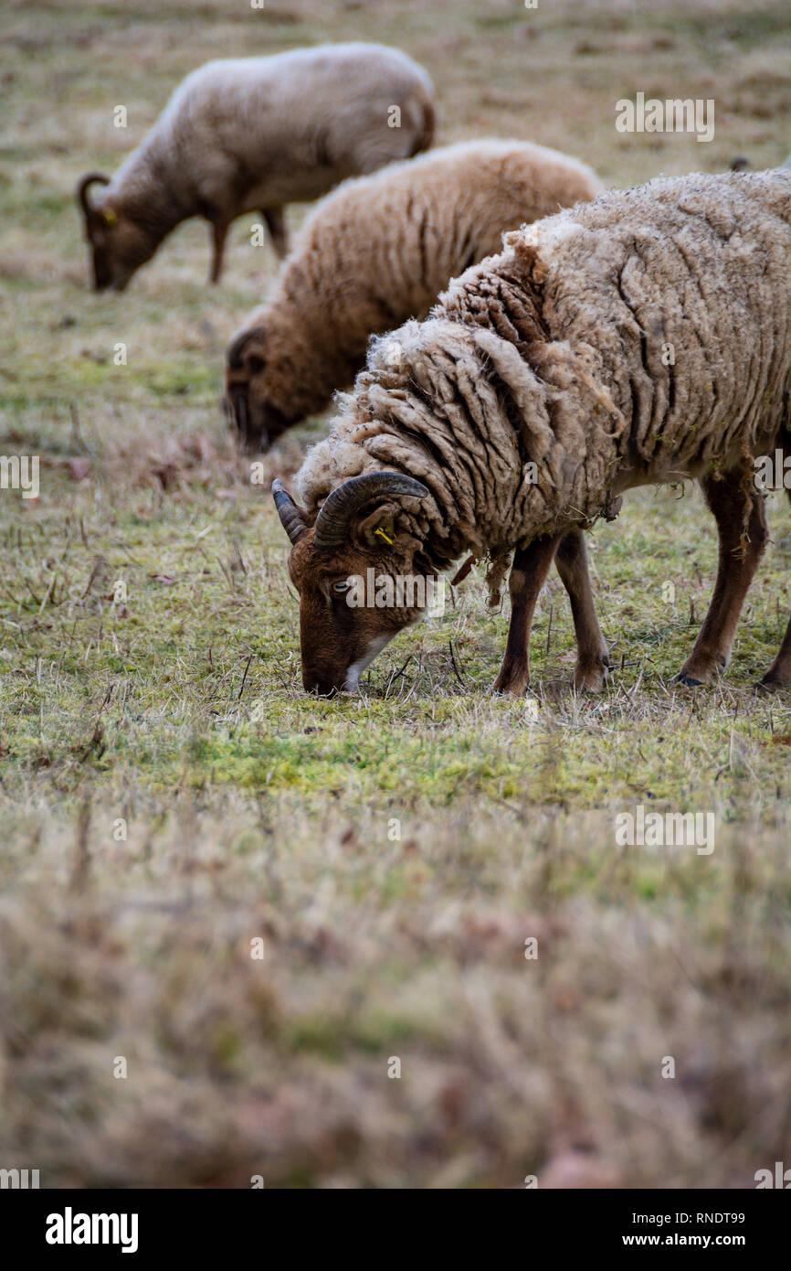 Razza rara di pecore al pascolo dei prati Foto Stock