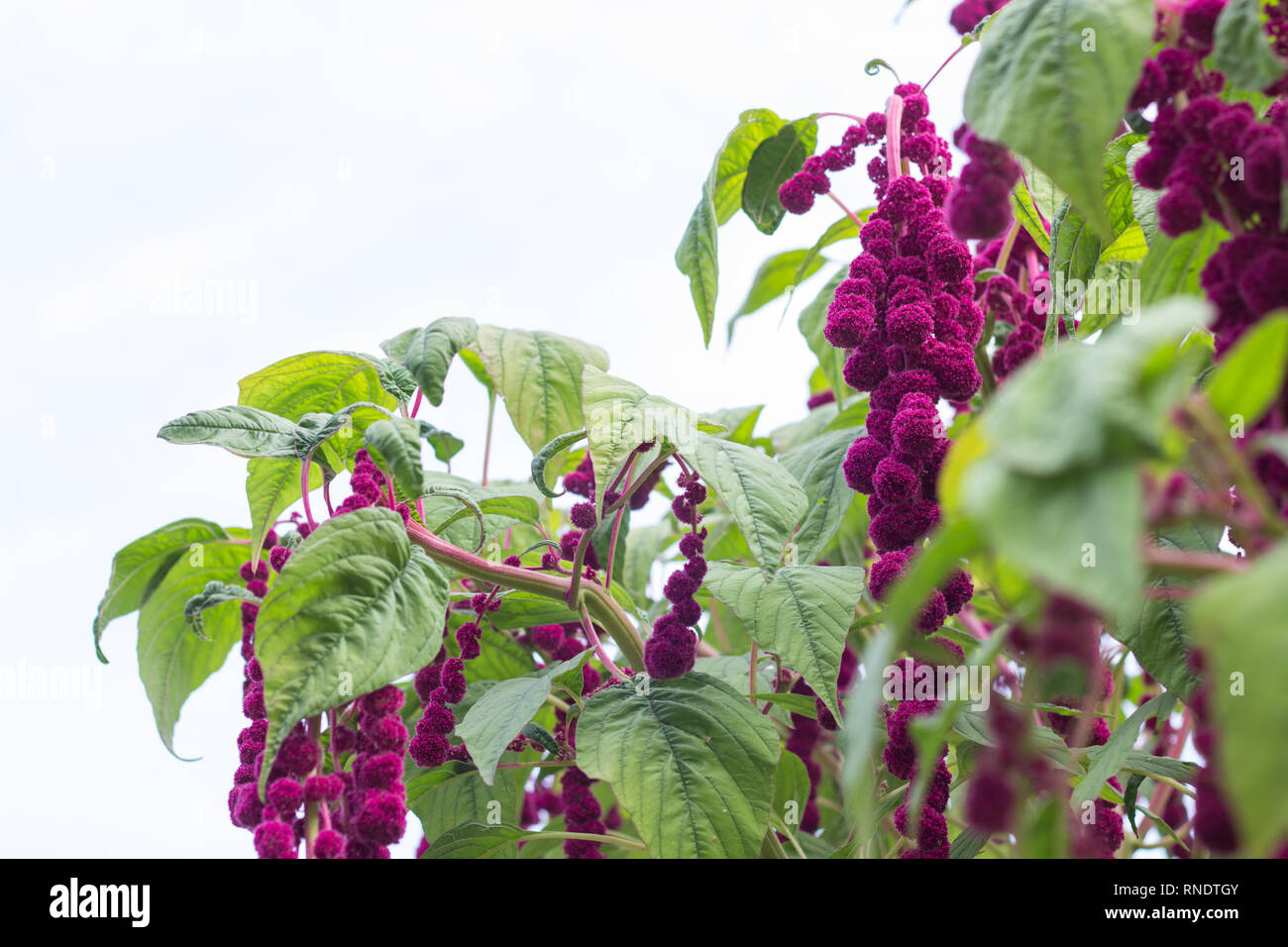 Fiori e piante grandi rosso amaranto, close-up, botanici, blossom Foto Stock