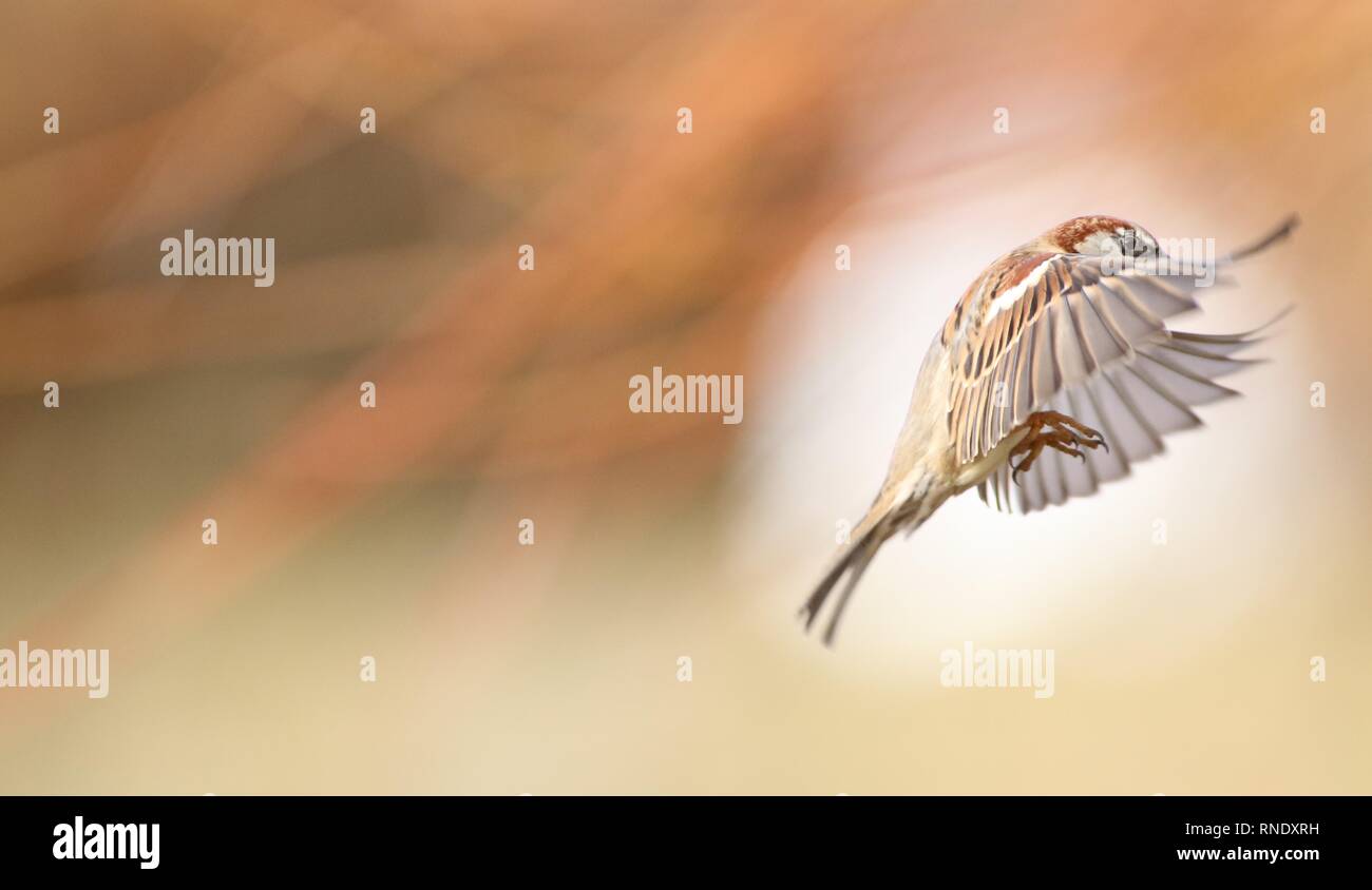 Maschio di casa passero (Passer domesticus) battenti in reedbed. Febbraio 2019, Gloucestershire, Regno Unito Foto Stock
