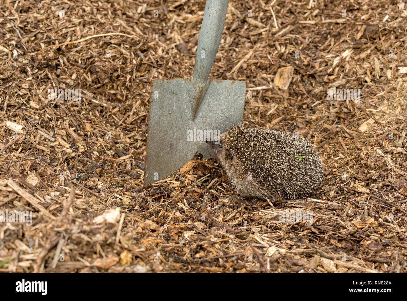 Pericoli Hedgehog. Wild, nativo, Europeo riccio (Erinaceus europaeus) nel giardino naturale habitat sul compostaggio e giardino vanga. Paesaggio Foto Stock