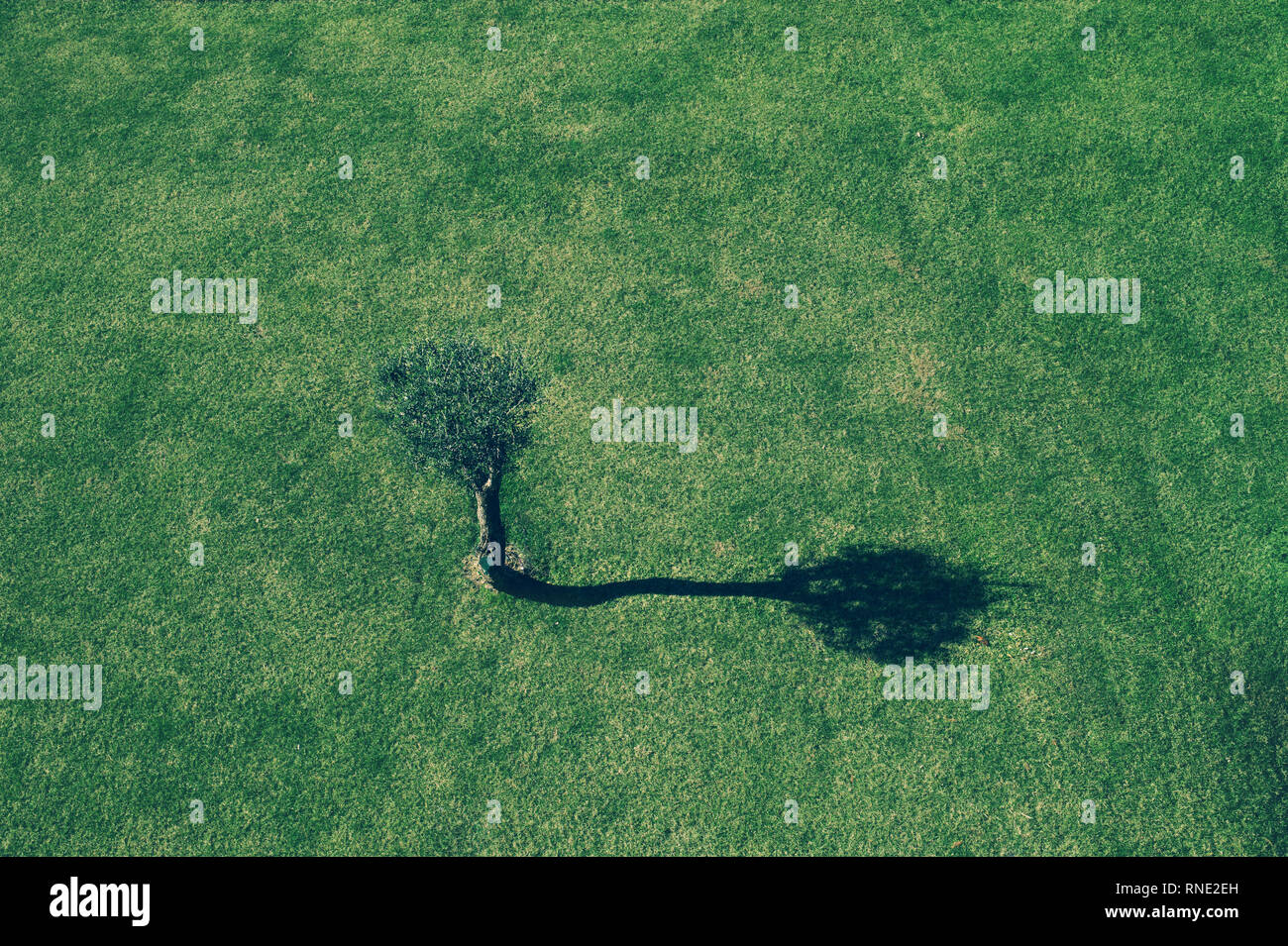 Immagine minimale con singolo albero silhouette su un campo in erba di sunrise Foto Stock