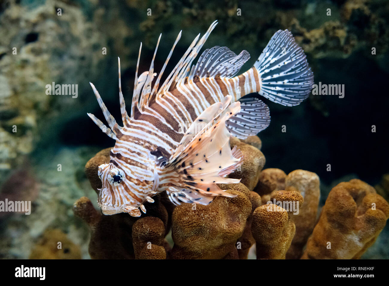 Leone (pterois volitans), corallo velenosi pesci di scogliera, famiglia Scorpaenidae. Acquario Foto Stock