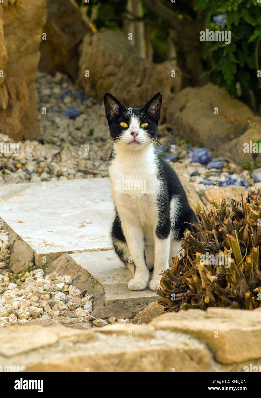 Bianco & nero feral cat. Foto Stock