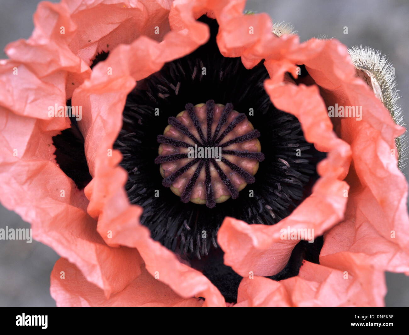 Primo piano su una rosa orientali petali di papavero Foto Stock