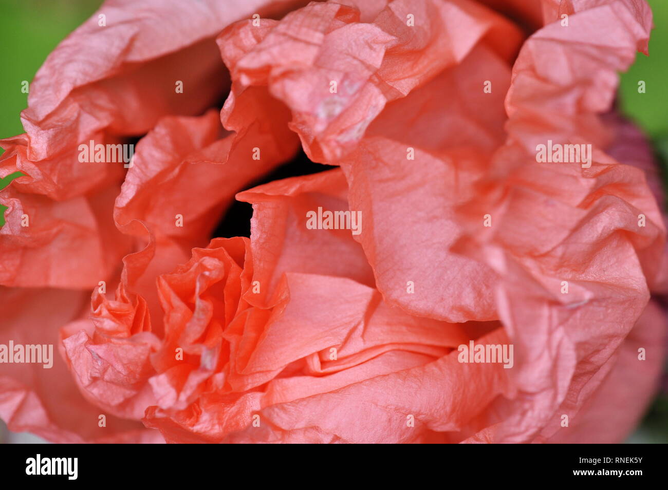 Primo piano su una rosa orientali petali di papavero Foto Stock