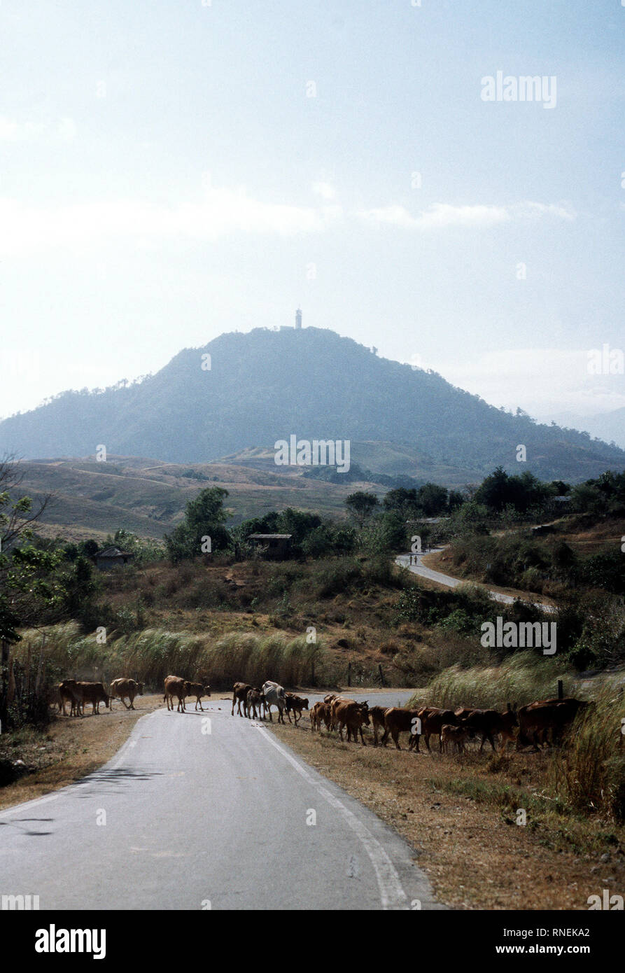 1981 - Monte Santa Rita con il navale degli Stati Uniti stazione di comunicazioni al suo picco come bestiame attraversare la stretta e tortuosa strada alla sua base. Foto Stock